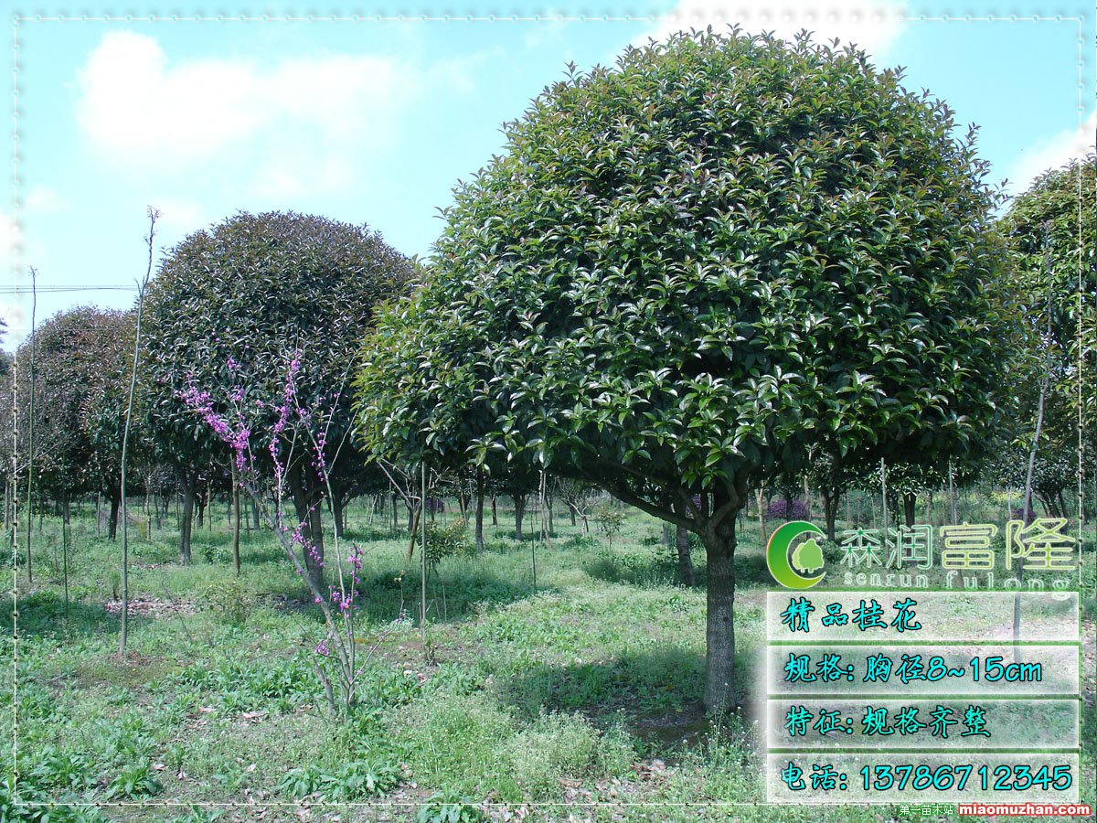 精品大桂花