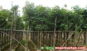 榕新苗木場