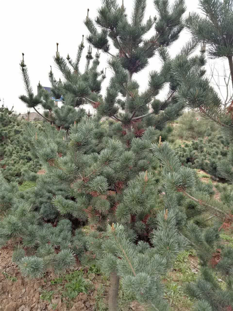 496974818930290453