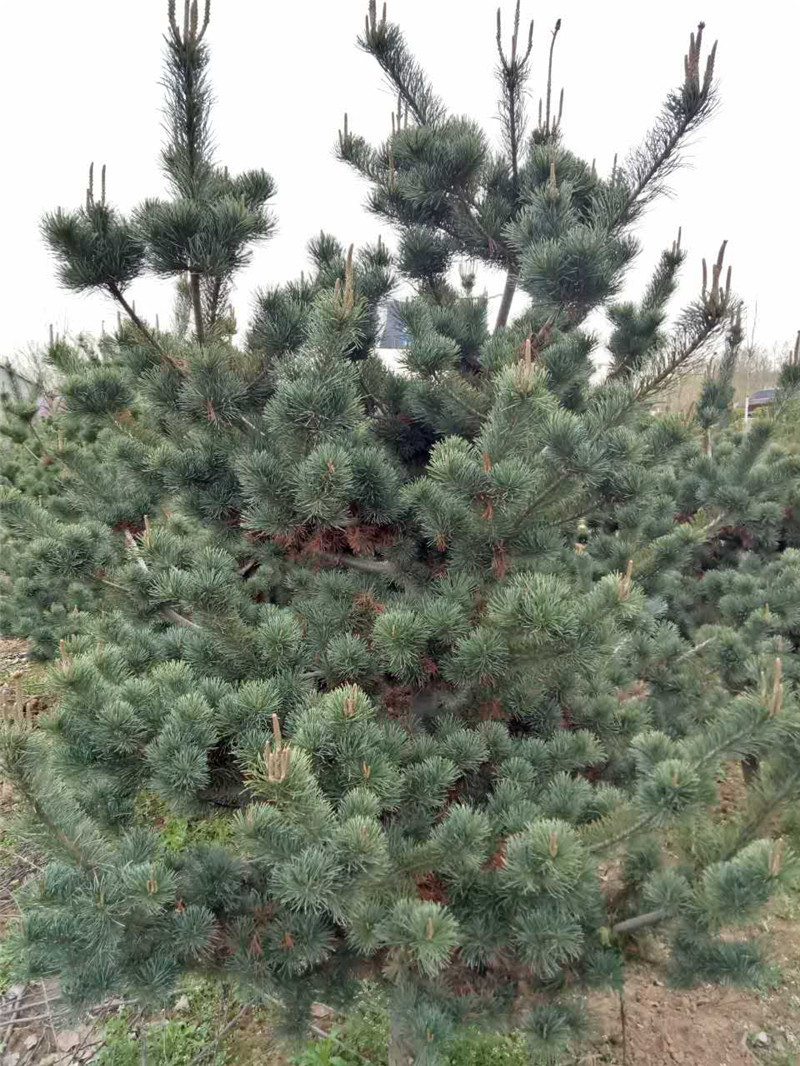 713768815466229485