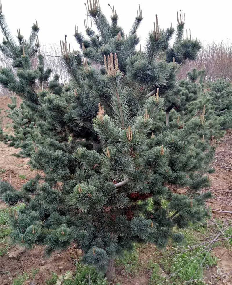 498463042263019366