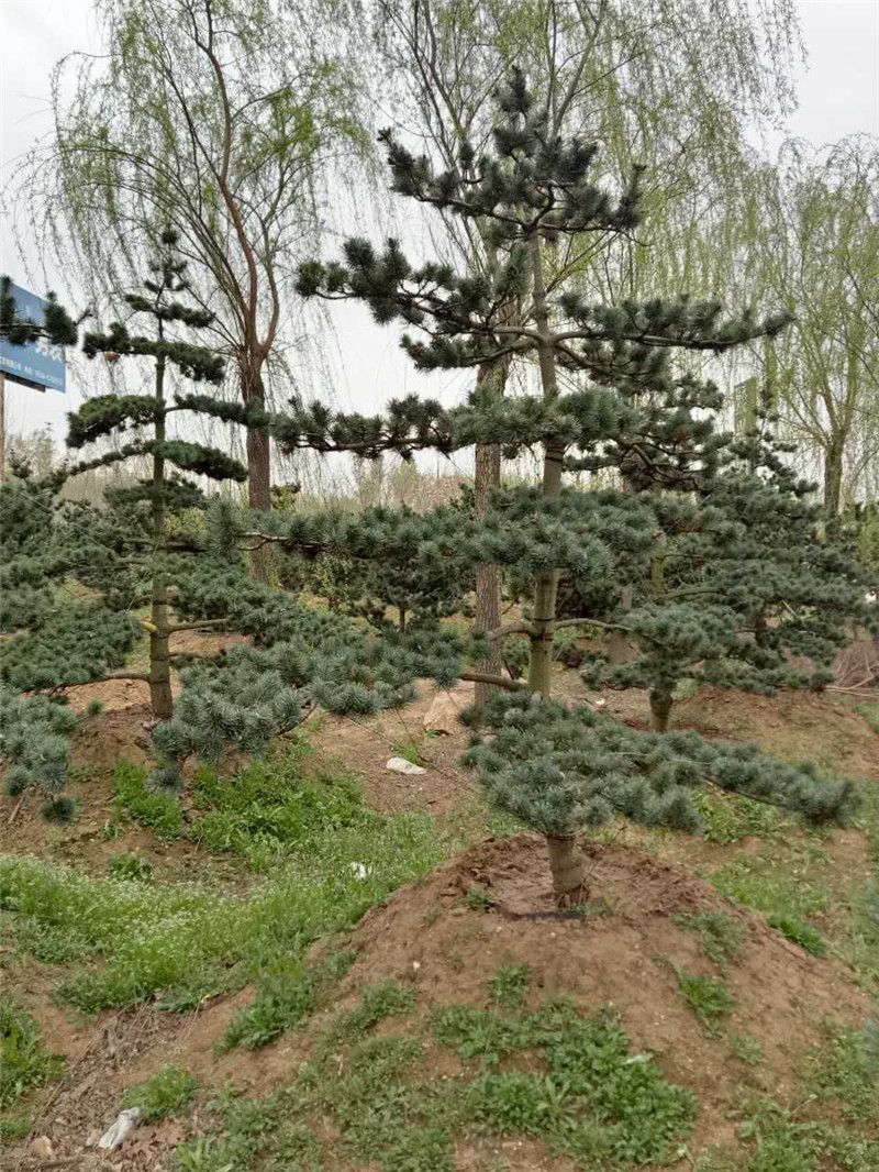 373886559739688431