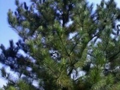 油松的種植方法、分布地區(qū)、圖片參考