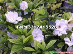 梔子花的繁殖方法、習性已經(jīng)梔子花圖片
