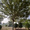 國(guó)松苗木種植園