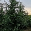 河南雪松花木基地