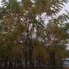 高桿嫁接香花槐