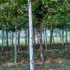 法桐10一30公分