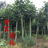 青桐