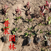 紅葉石楠小苗