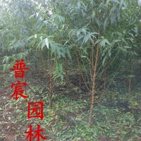 桃樹
