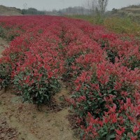 紅葉石楠球