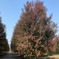美國紅楓