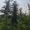 占地雪松大量出售