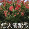 紅火箭紫微