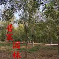 白蠟
