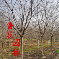 染井吉野