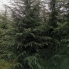 河南雪松花木種植基地