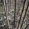 貼梗海棠（皺皮木瓜）