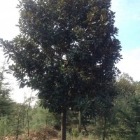 廣玉蘭紅葉石楠櫸樹(shù)