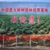 楸樹梓樹