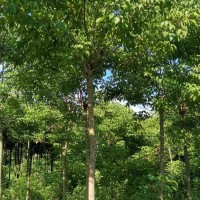 重陽(yáng)木