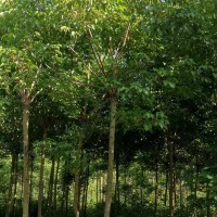 重陽(yáng)木