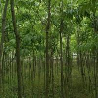無(wú)患子