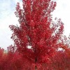 美國紅楓秋火焰