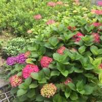 繡球花