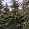 5米雪松