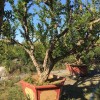 大量供應(yīng)107速生楊