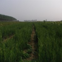 荒山造林側(cè)柏