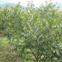 大量處理核桃樹