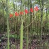 香樟（2～15公分）