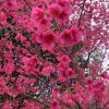 福建山櫻花