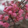 櫻花