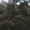 油松花椒苗無刺花椒苗