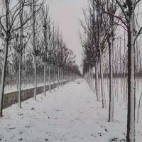 七公分梓樹