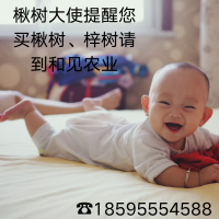 10公分梓樹