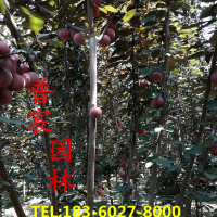紅葉李.