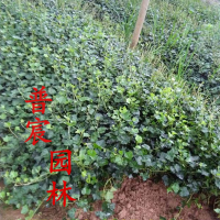 常春藤苗
