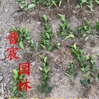 冬青小苗