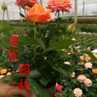 月季花
