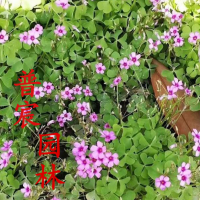 紅花醡漿草