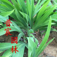 鳶尾花