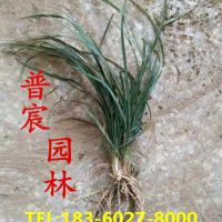 丹麥草