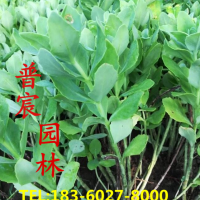 八寶景天