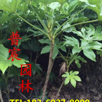 八角金盤