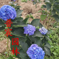 草繡球